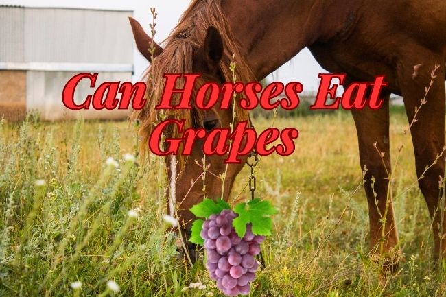 Horses can eat Grapes?