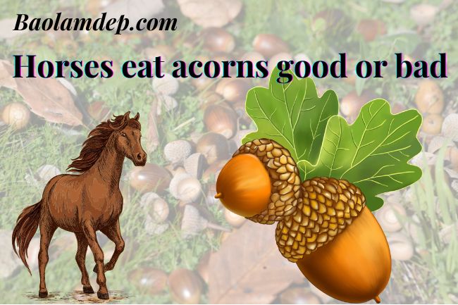 Horses eat acorns good or bad