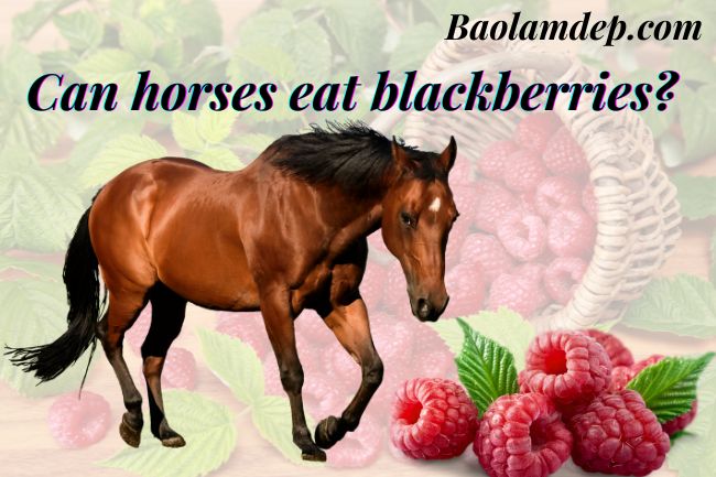 Horses eat blackberries good or bad