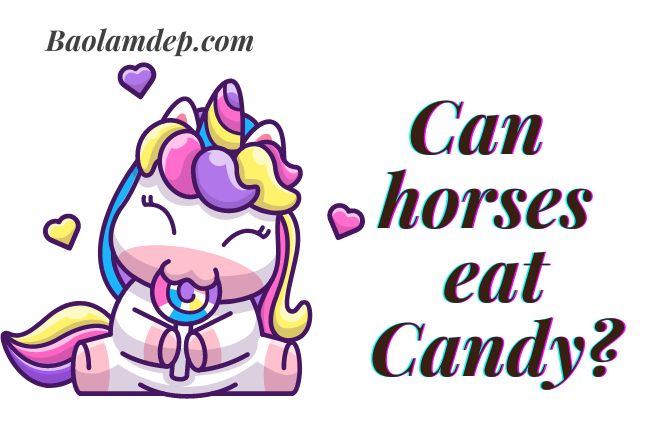 Horses eat candy good or bad?
