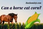 Horses eat corn good or bad