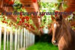 Horses eat strawberries good or bad