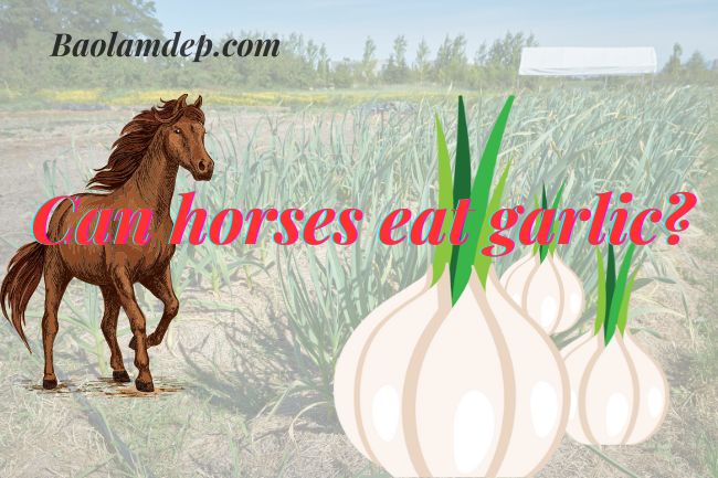 Is it good or bad for horses to eat garlic?