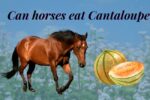 Should you feed your horse Cantaloupe?