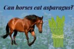 Should I feed my horse asparagus