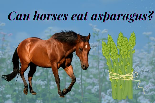 Should I feed my horse asparagus