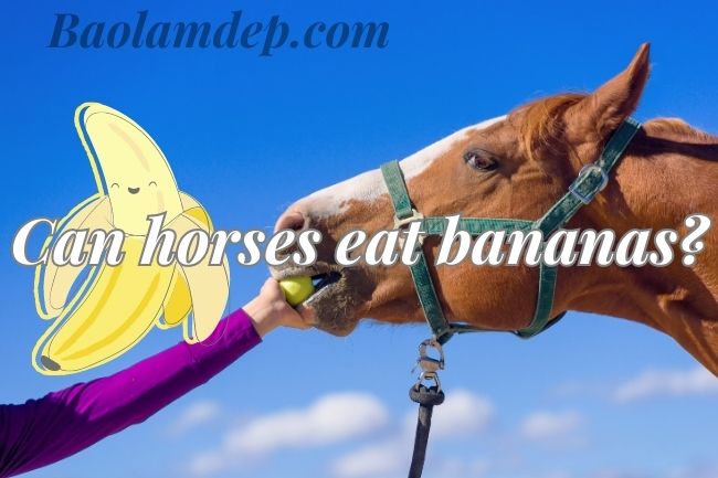 can horses eat bananas