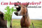 Shoud I feed my horse celery