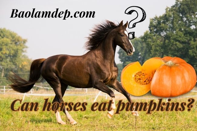 Should I feed my horse pumpkin 