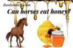 Horses eat honey good or bad