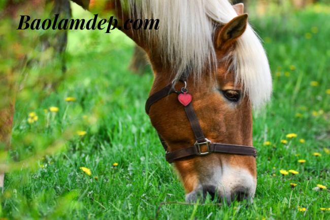 Some additional feeding tips for horses