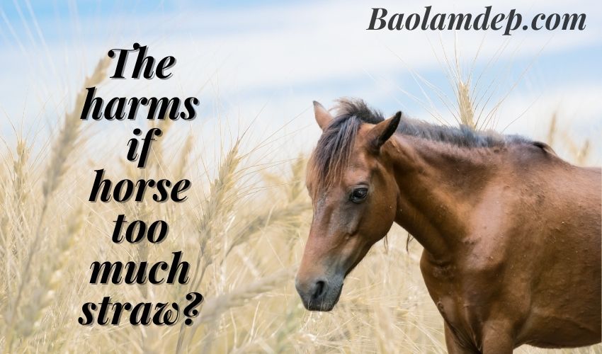 The harm of feeding horses too much straw