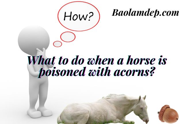 What to do when a horse has acorn poisoning?