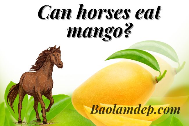 Horse eat mango good or bad