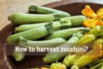How to harvest zucchini?