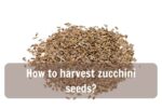 How to harvest zucchini seeds?