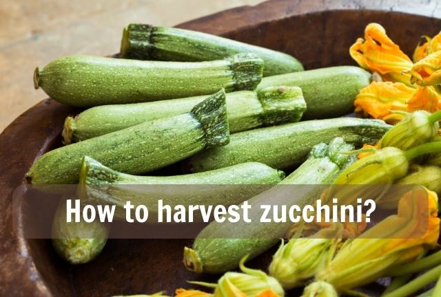 How to harvest zucchini?